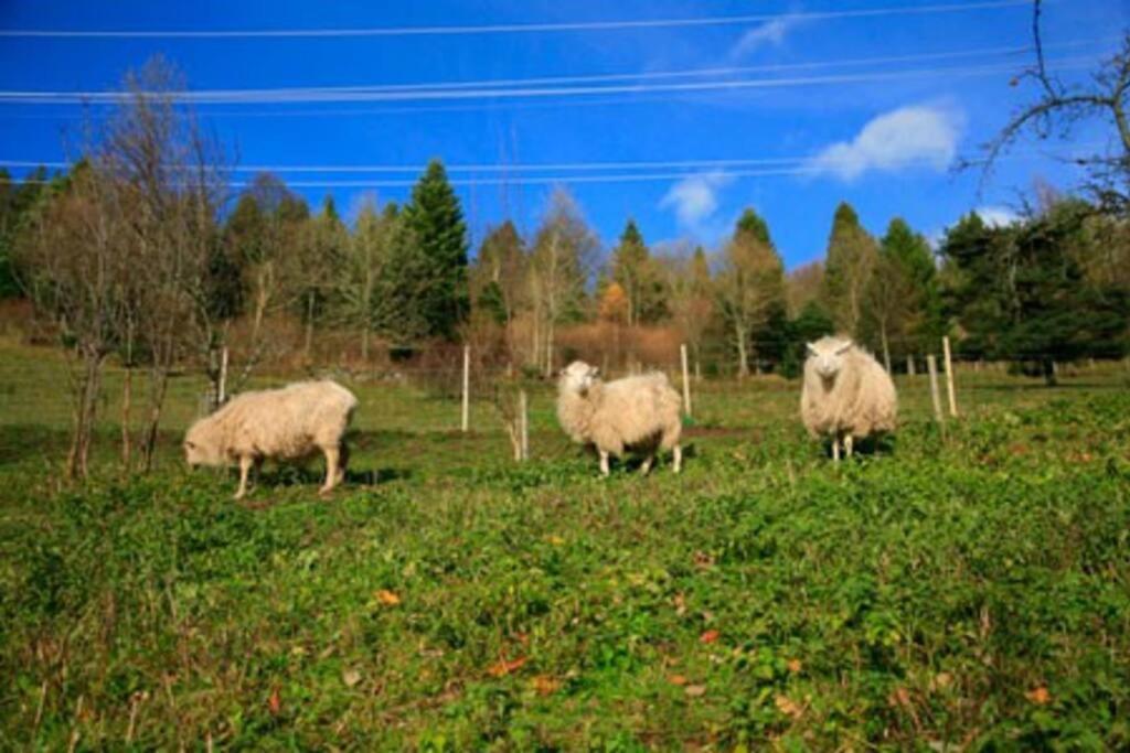 Appartement Dans Vielle Ferme Au Coeur Des Vosges Plainfaing Esterno foto